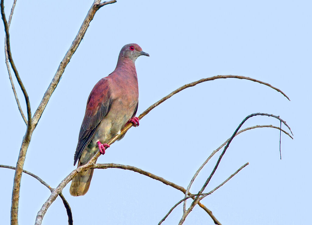 Pigeon rousset