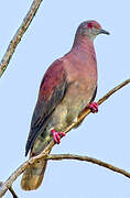 Pale-vented Pigeon