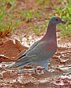 Pale-vented Pigeon