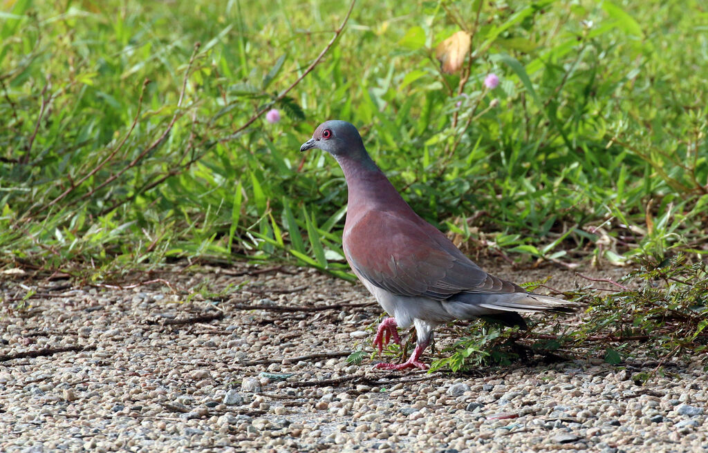 Pigeon rousset