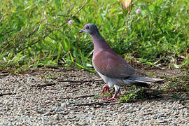 Pigeon rousset