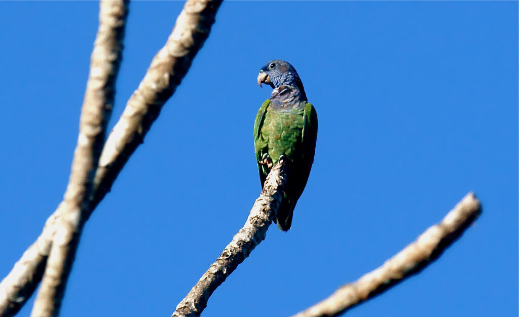 Pione à tête bleue