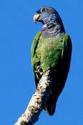 Pione à tête bleue