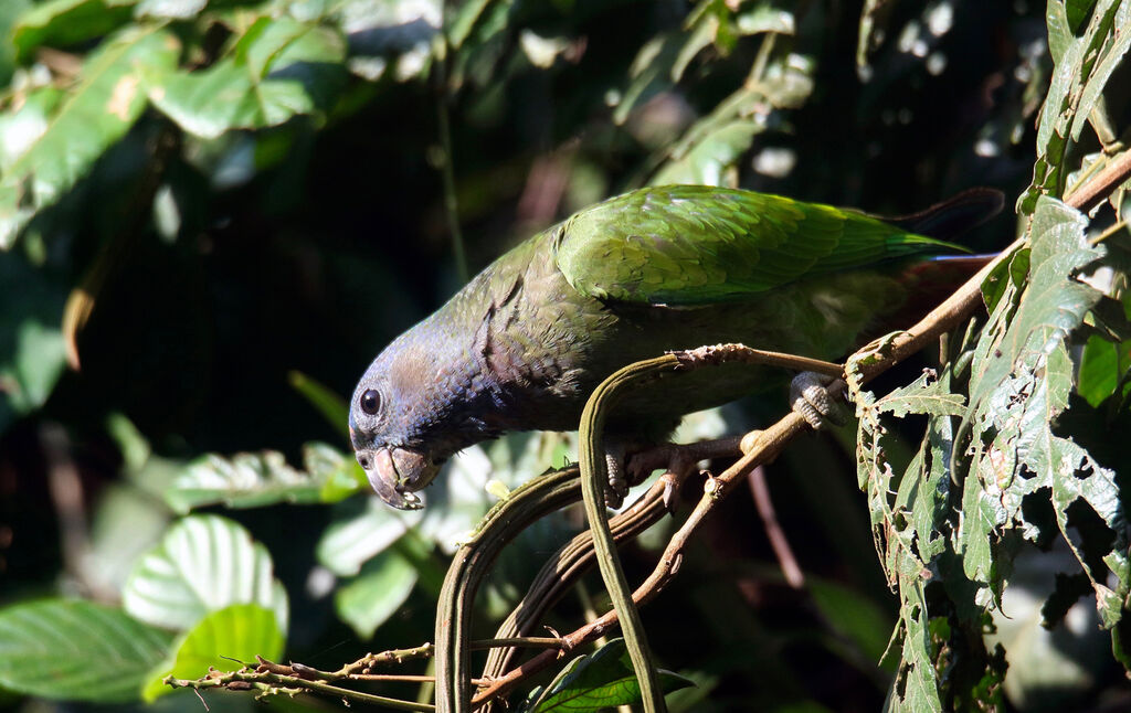 Blue-headed Parrotadult, eats