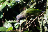 Pione à tête bleue