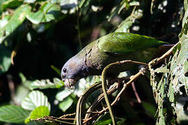 Blue-headed Parrot