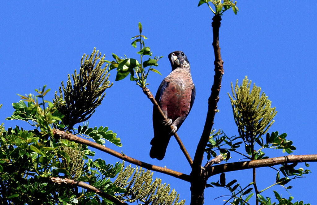 Dusky Parrot