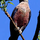 Pione violette