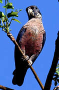 Dusky Parrot