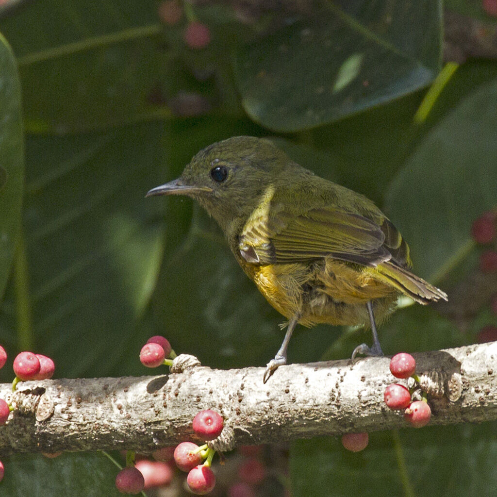 McConnell's Flycatcher, identification