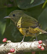 McConnell's Flycatcher