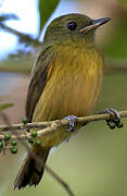 McConnell's Flycatcher