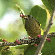 McConnell's Flycatcher