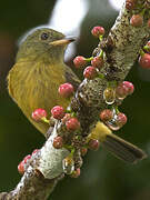 Ochre-bellied Flycatcher