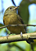 Ochre-bellied Flycatcher