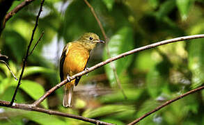 Ochre-bellied Flycatcher