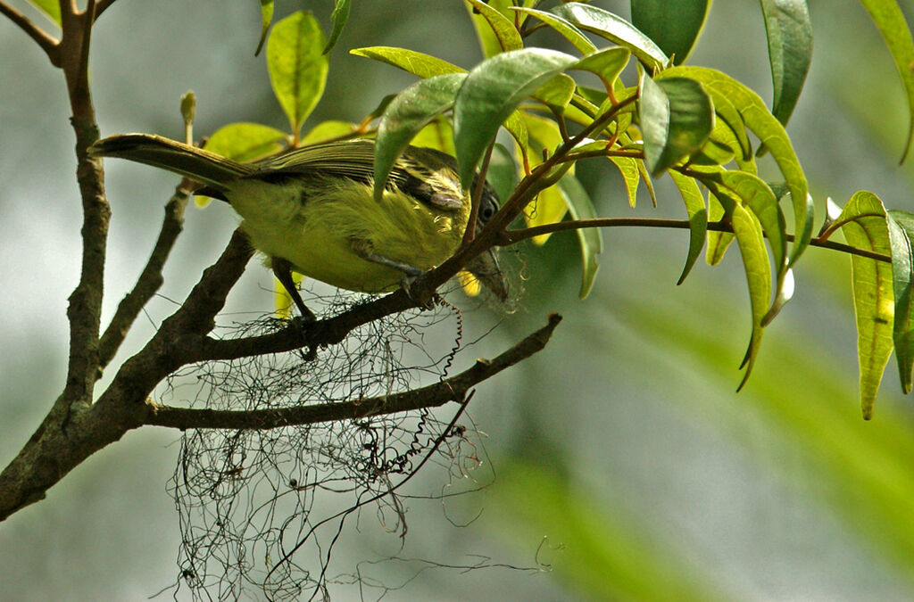 Platyrhynque jaune-olive