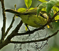 Yellow-olive Flatbill