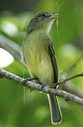 Yellow-olive Flatbill