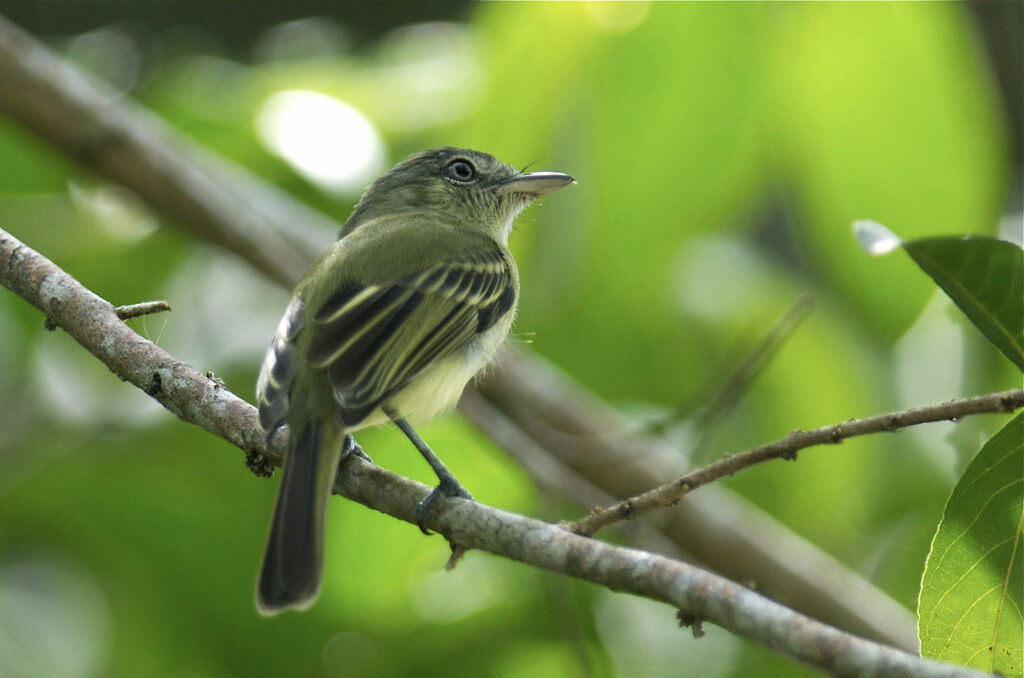 Yellow-olive Flatbill