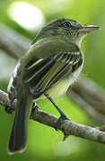 Yellow-olive Flatbill