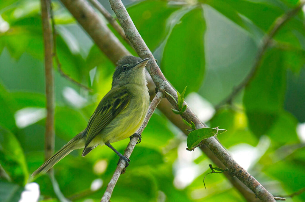 Yellow-olive Flatbill