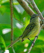 Yellow-olive Flatbill