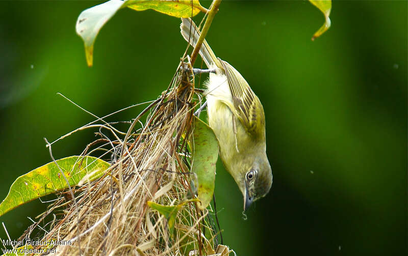 Yellow-olive Flatbilladult, Reproduction-nesting