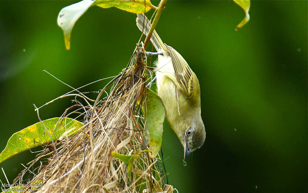 Yellow-olive Flatbilladult, Reproduction-nesting