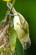 Platyrhynque jaune-olive