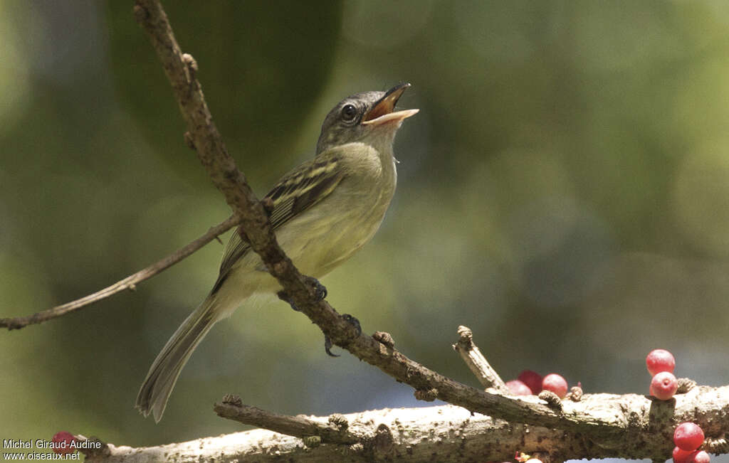 Yellow-olive Flatbilladult, song