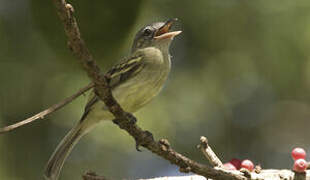 Yellow-olive Flatbill