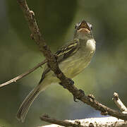 Platyrhynque jaune-olive