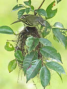 Yellow-olive Flatbill