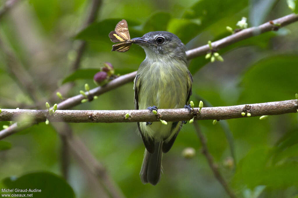 Grey-crowned Flatbilladult, feeding habits