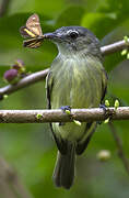 Grey-crowned Flatbill