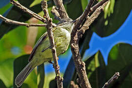 Grey-crowned Flatbill