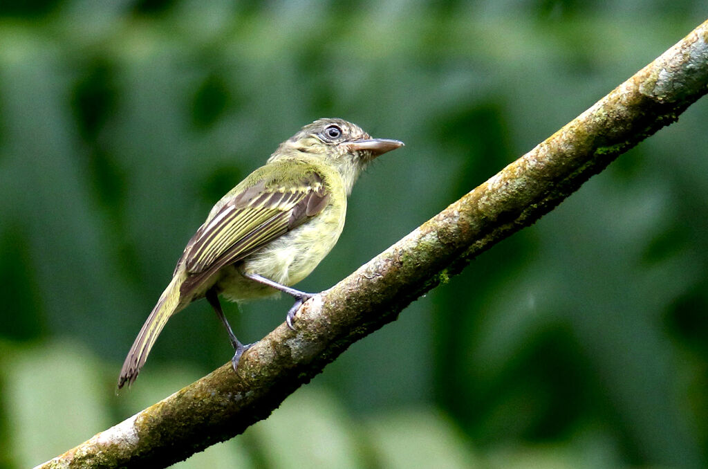 Grey-crowned Flatbill