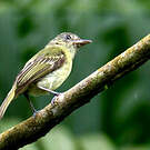 Platyrhynque poliocéphale
