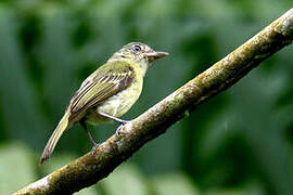 Grey-crowned Flatbill