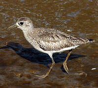 Grey Plover