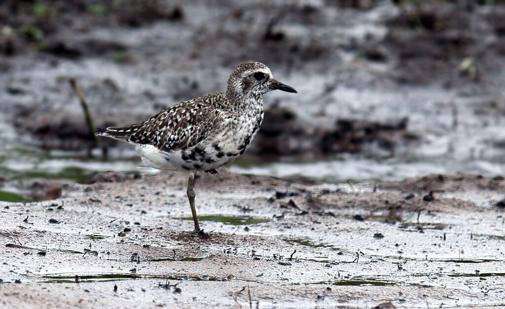 Grey Plover