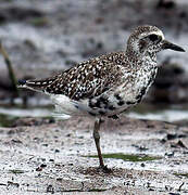 Grey Plover