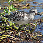 Grey Plover