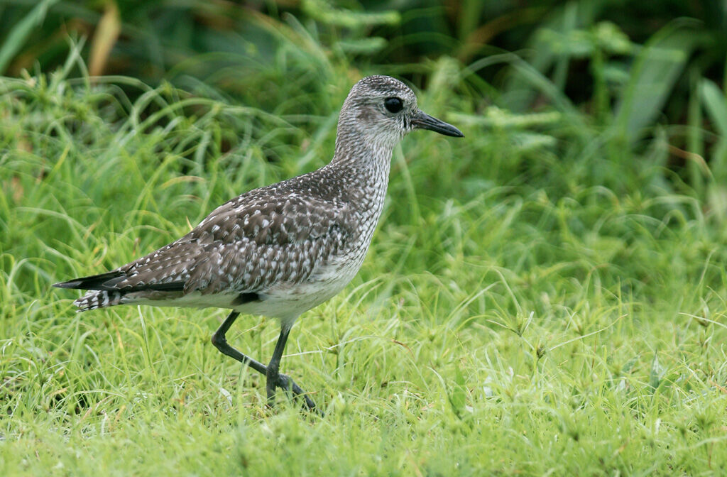 Grey Plover