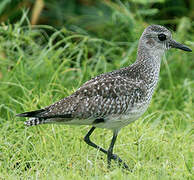 Grey Plover