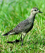 American Golden Plover