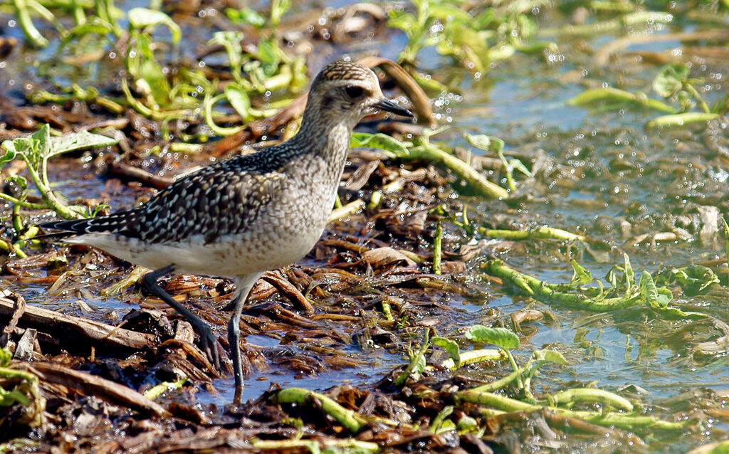 American Golden Plover