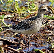 American Golden Plover