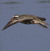 American Golden Plover